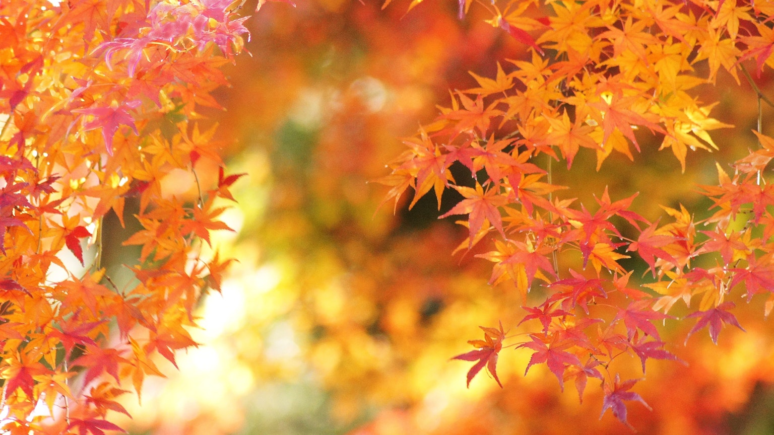 Lebendige orange und gelbe Herbstblätter, die einen malerischen Hintergrund schaffen