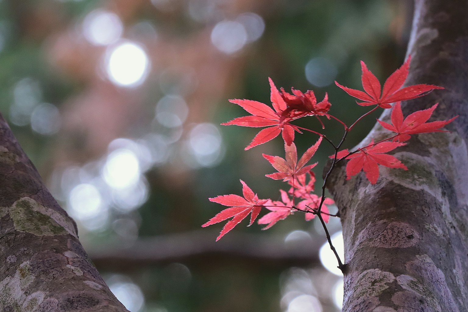 Una bella scena di foglie di acero rosse adagiate su un tronco d'albero