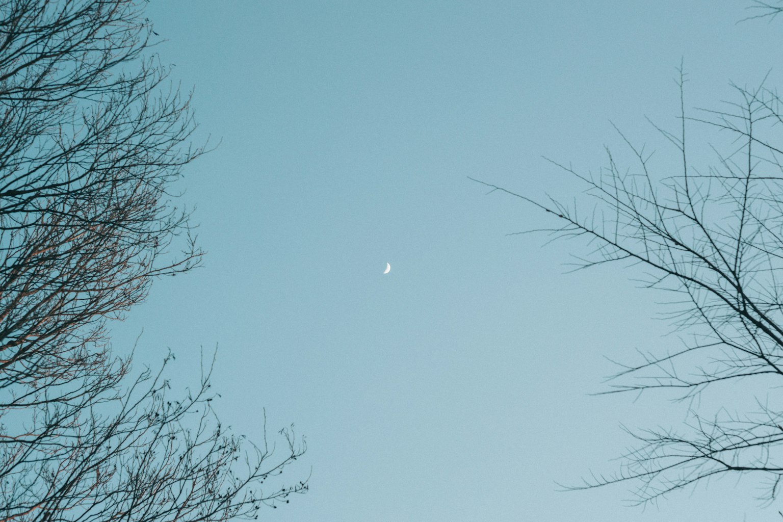 Luna visibile in un cielo blu chiaro con rami di alberi