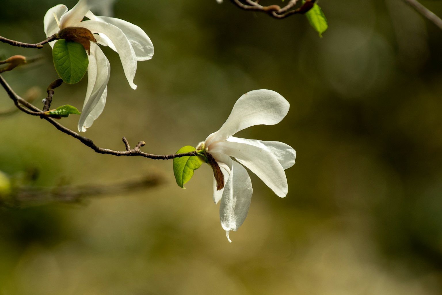 Weiße Blumen blühen an einem Zweig