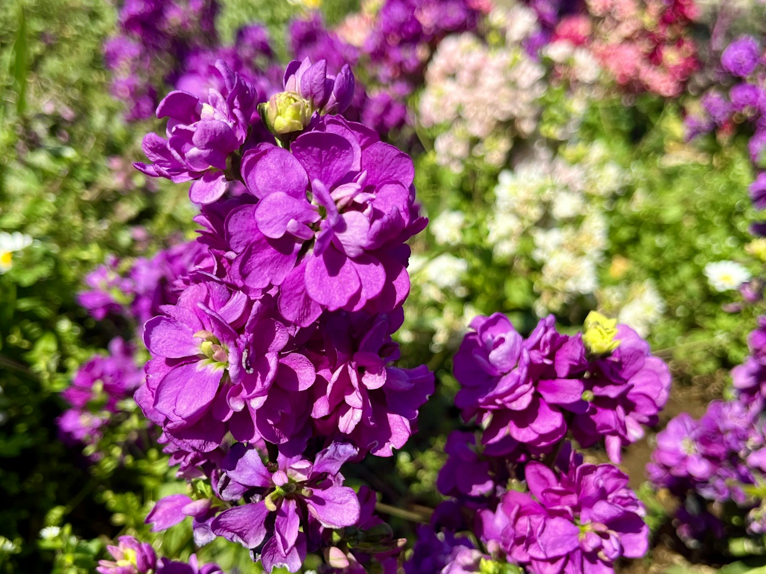 花園中盛開的鮮豔紫色花朵特寫
