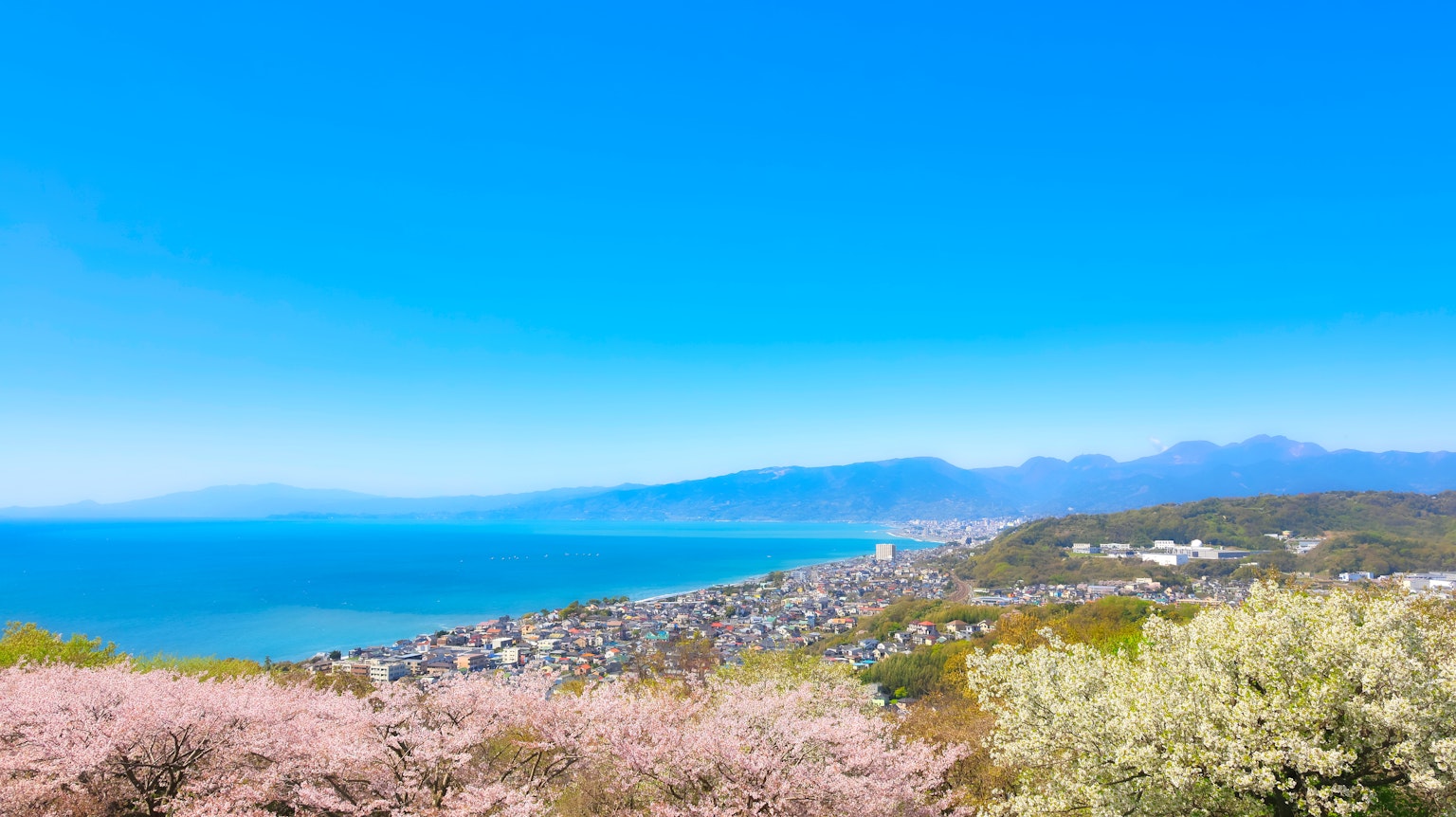 Pemandangan laut dan pegunungan di bawah langit biru dengan bunga sakura yang mekar