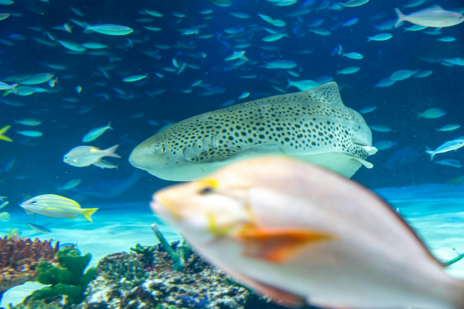 Une scène sous-marine vibrante avec un poisson tacheté et divers poissons plus petits nageant