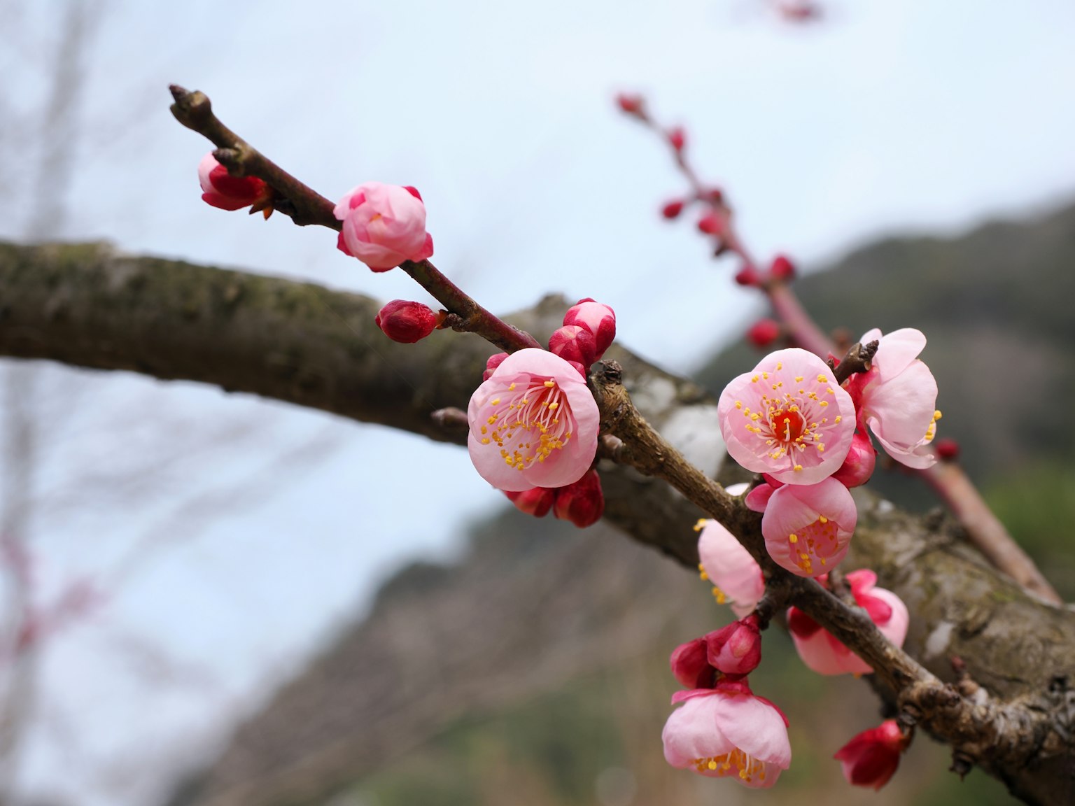 梅花樹枝上的粉紅色梅花特寫