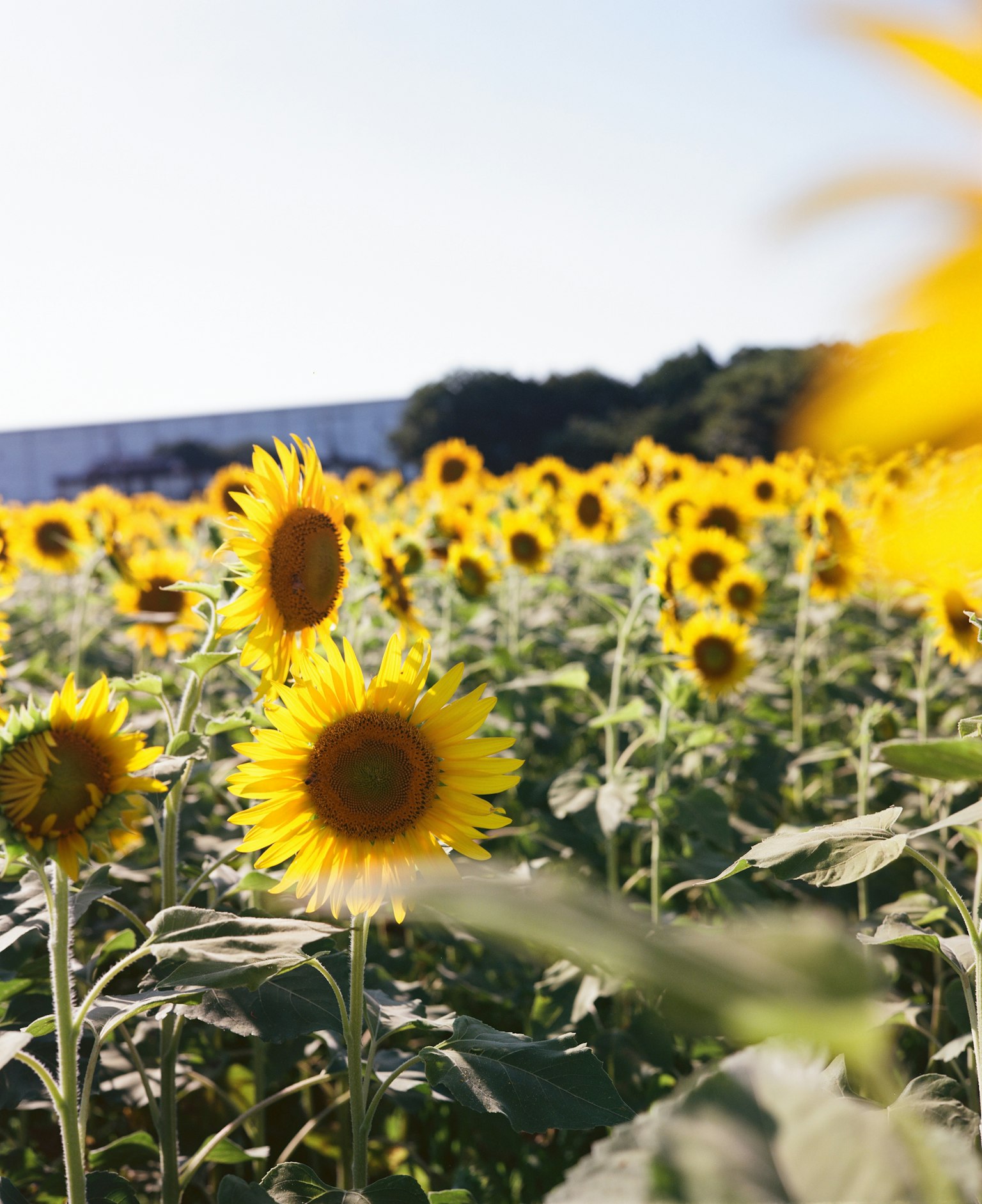 Campo di girasoli in fiore con petali gialli brillanti