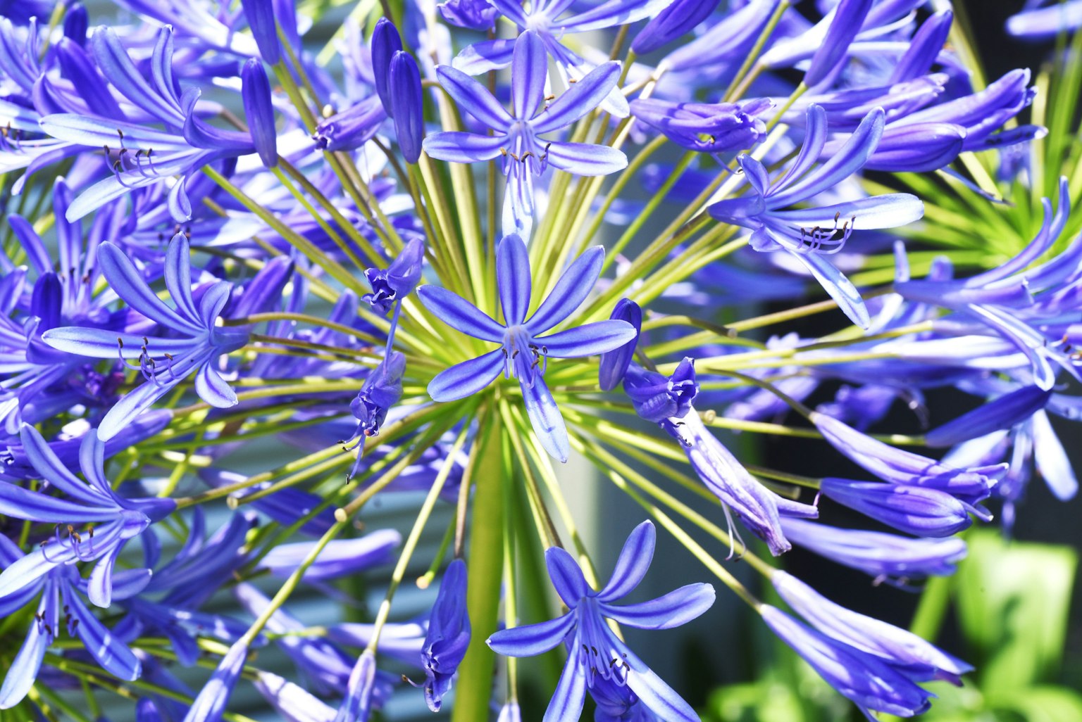Nahaufnahme von lebhaften blauen Blumen mit langen Blütenblättern und grünen Stängeln