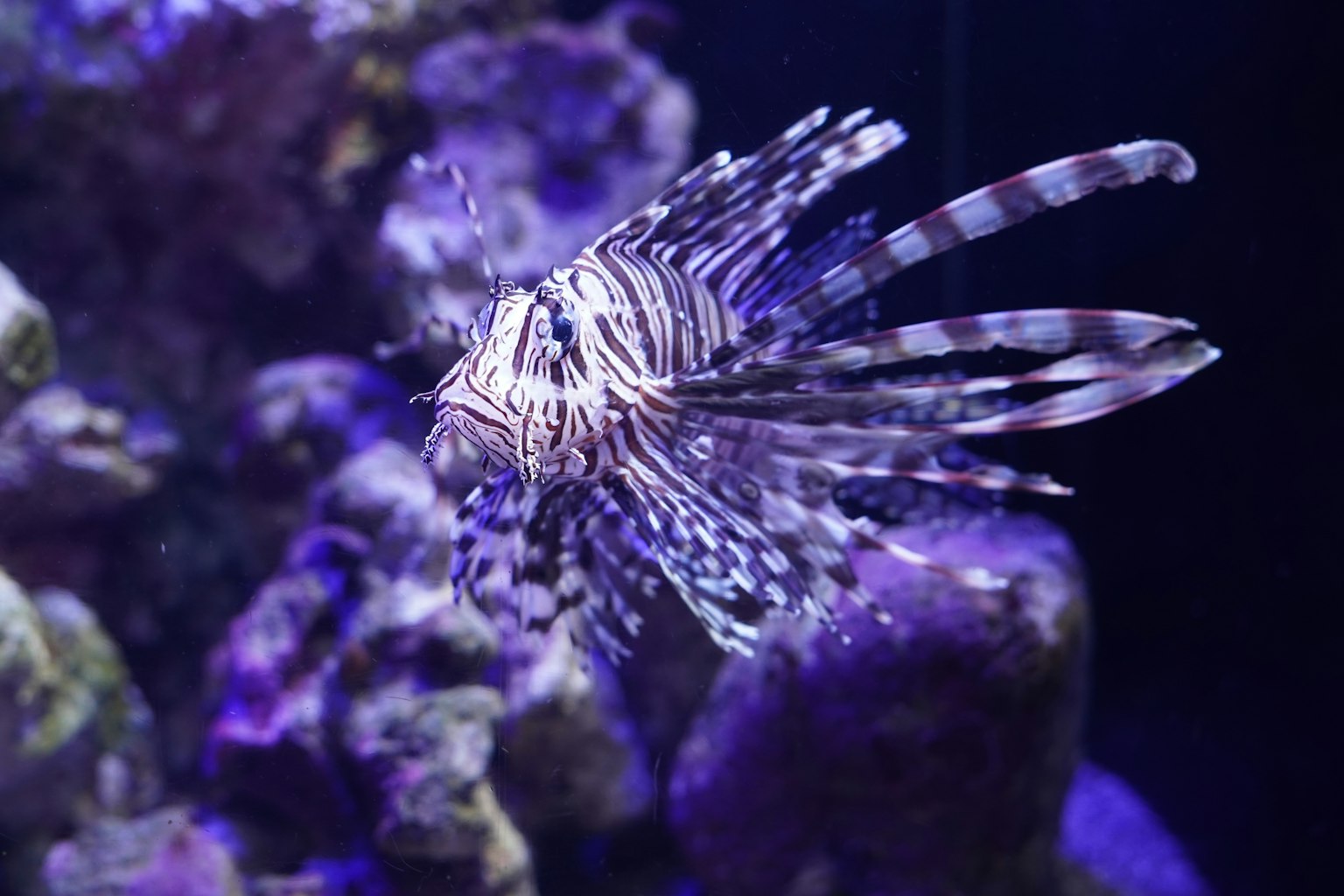 A vibrant fish resembling a seahorse swimming in purple waters