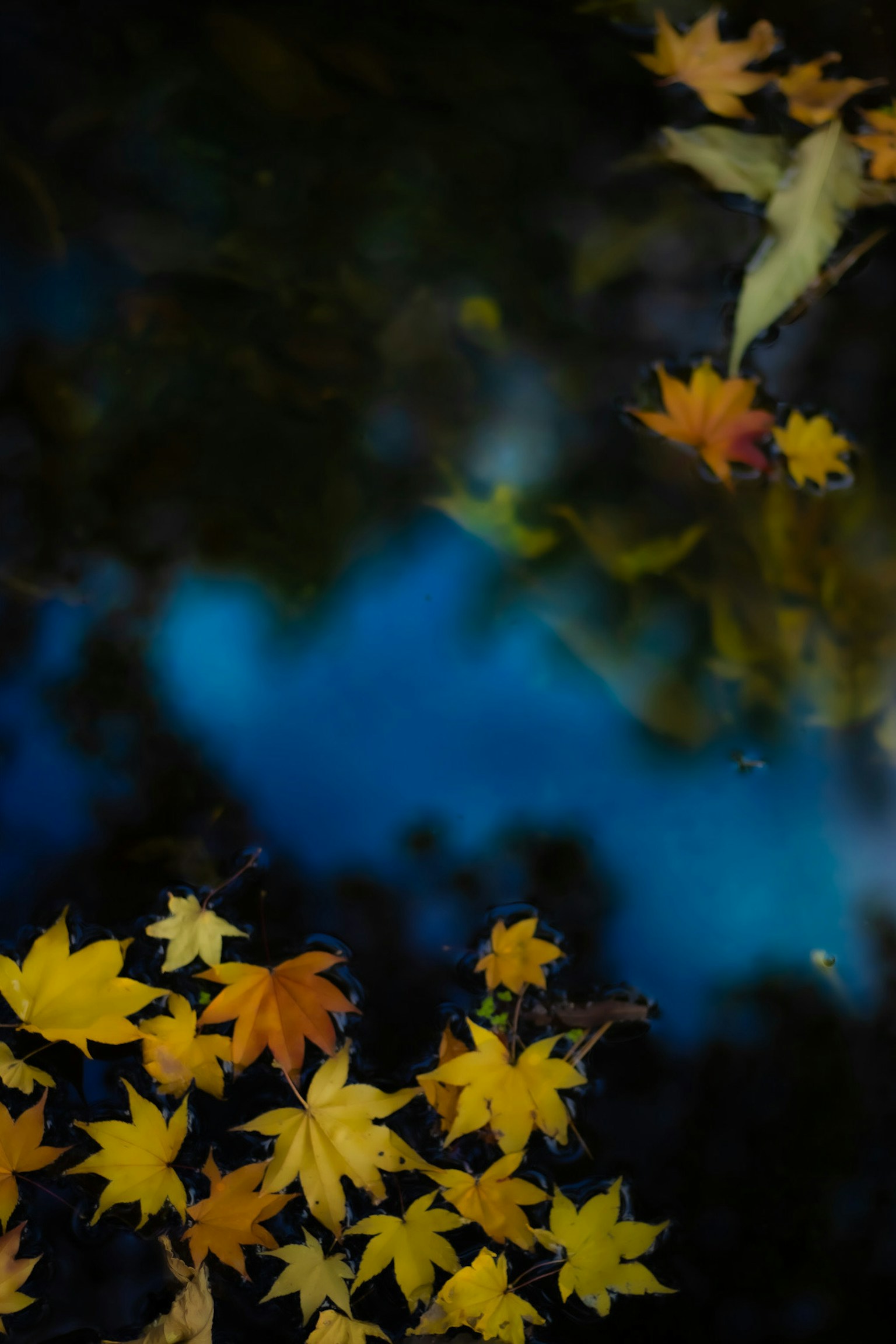青い水面に浮かぶ黄色い葉と緑の葉のコントラスト