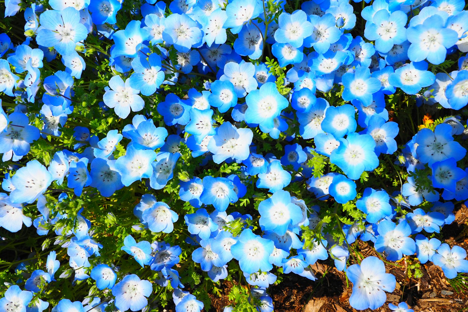Dichte Ansammlung blauer Blumen in voller Blüte
