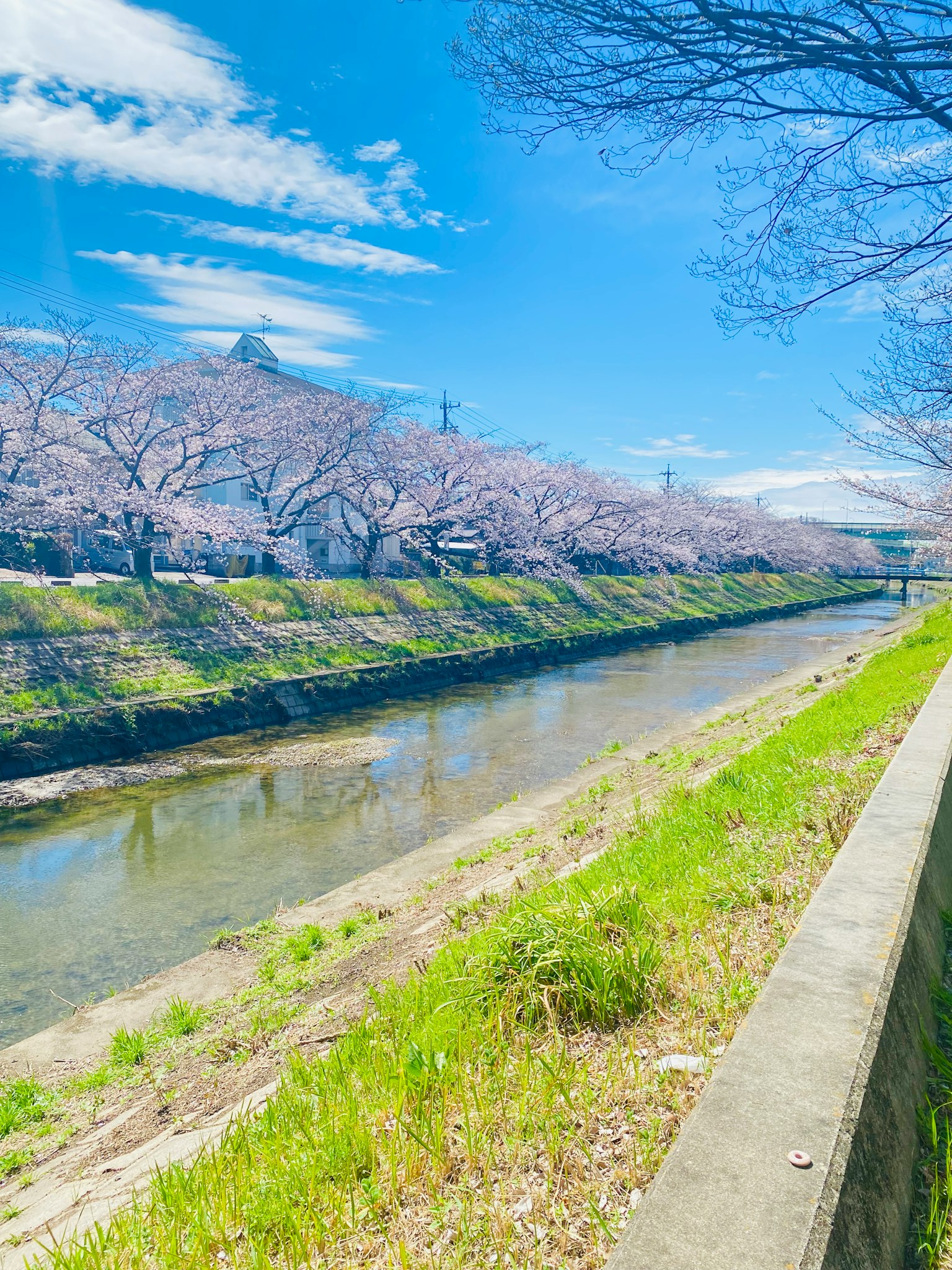 Malersicher Blick auf einen Fluss, gesäumt von Kirschbäumen unter einem blauen Himmel