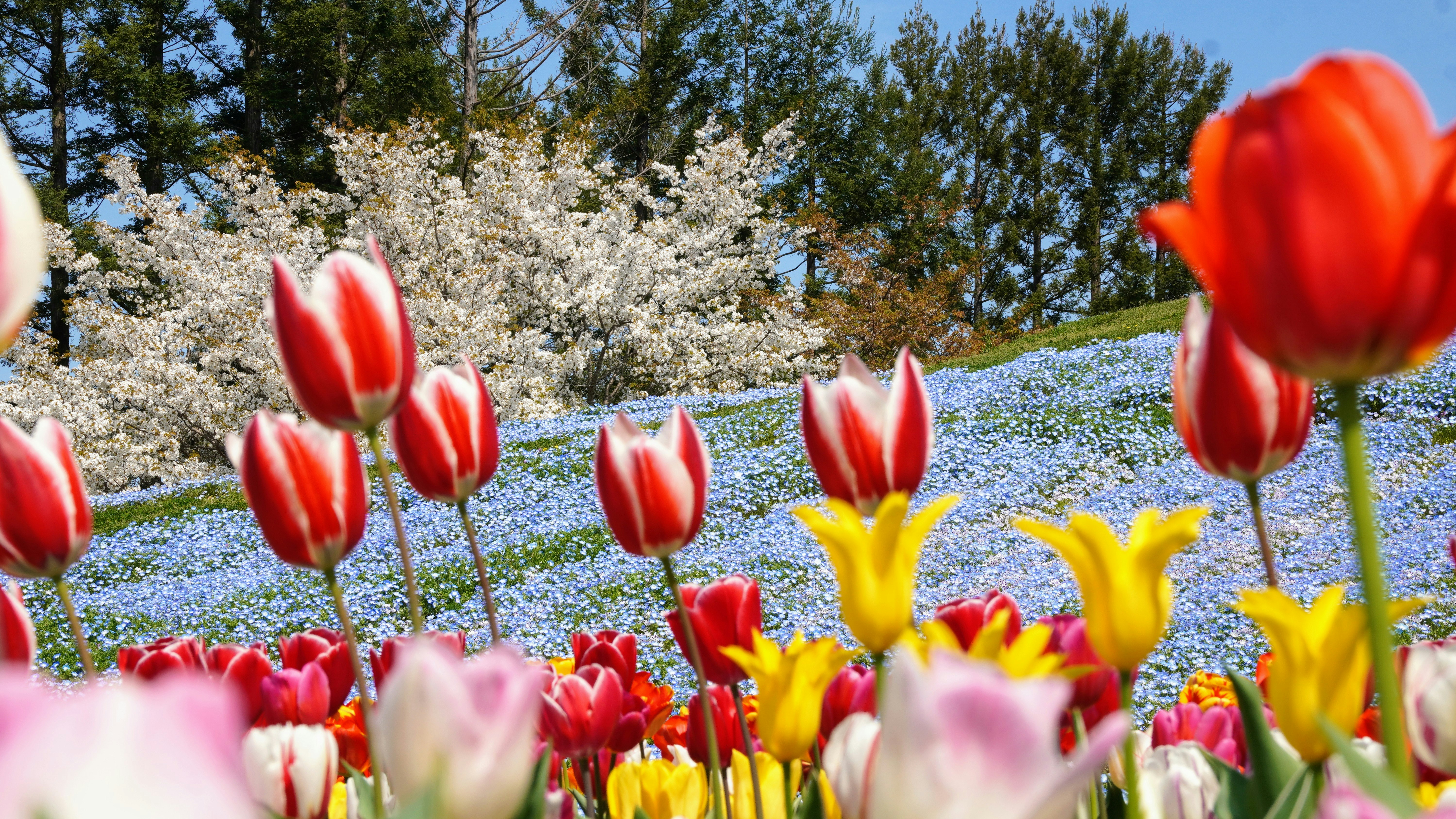 Vườn hoa tulip nhiều màu dưới bầu trời xanh