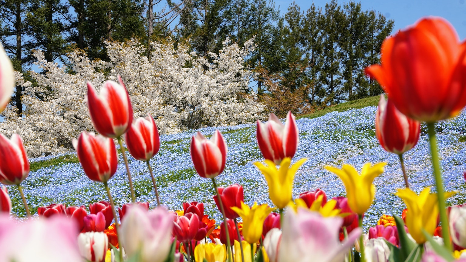 Colorful tulips and cherry blossoms in a vibrant landscape