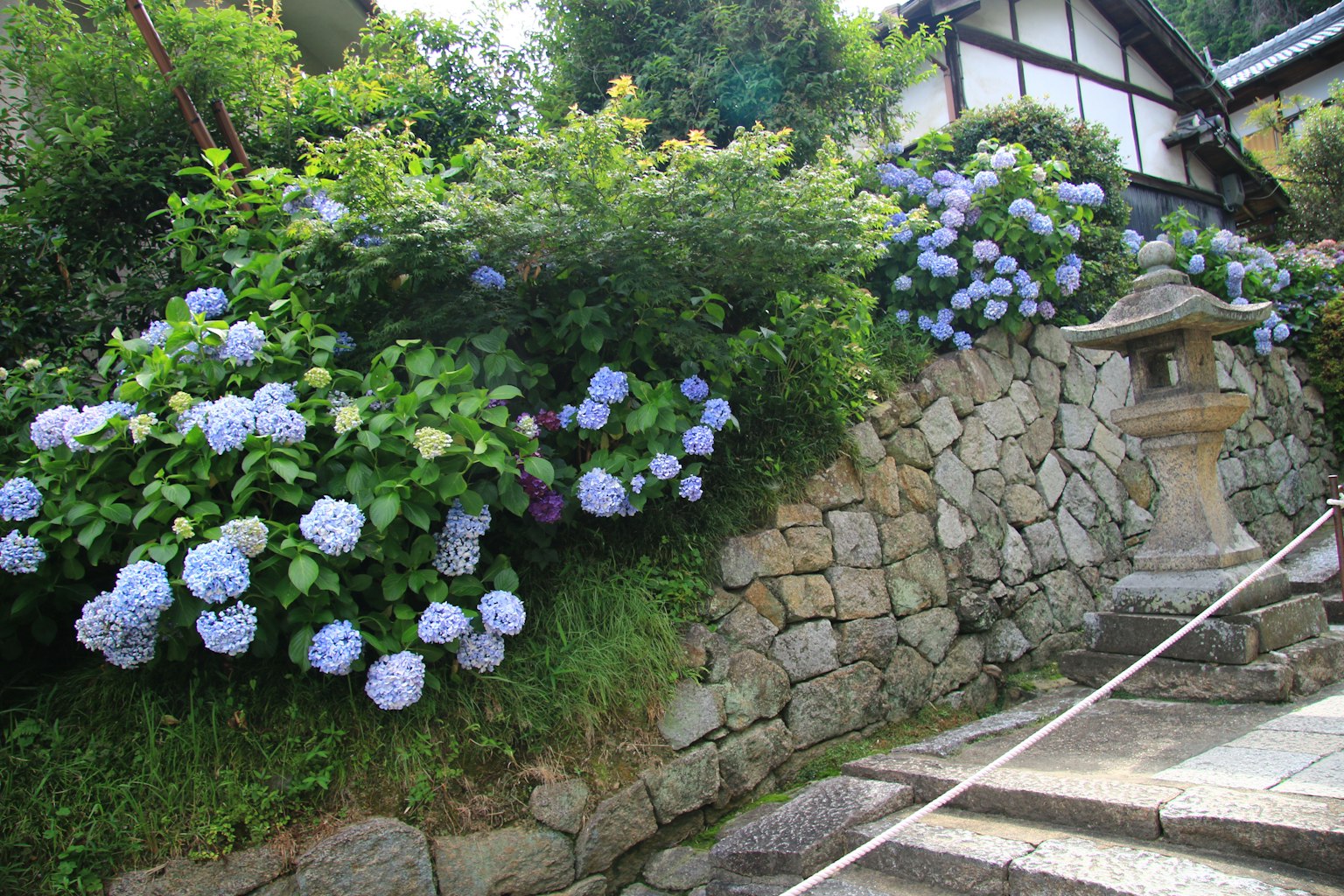 盛开的蓝色绣球花旁的石墙和传统日本房屋的景观