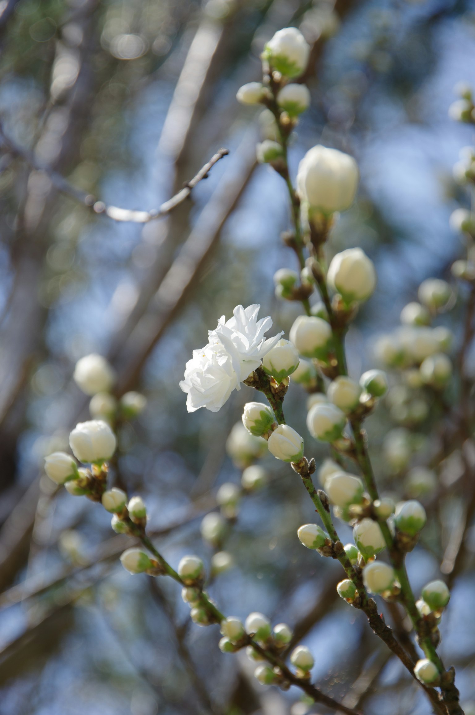 Gros plan d'une branche avec des fleurs blanches et des boutons