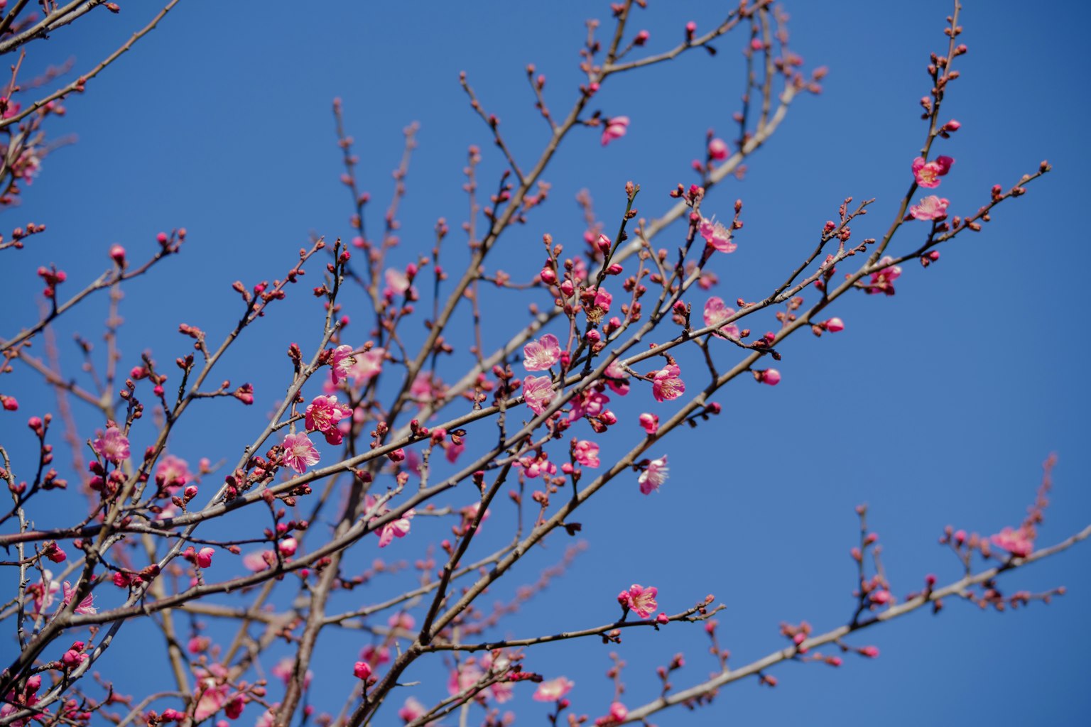 Cabang bunga sakura di latar belakang langit biru