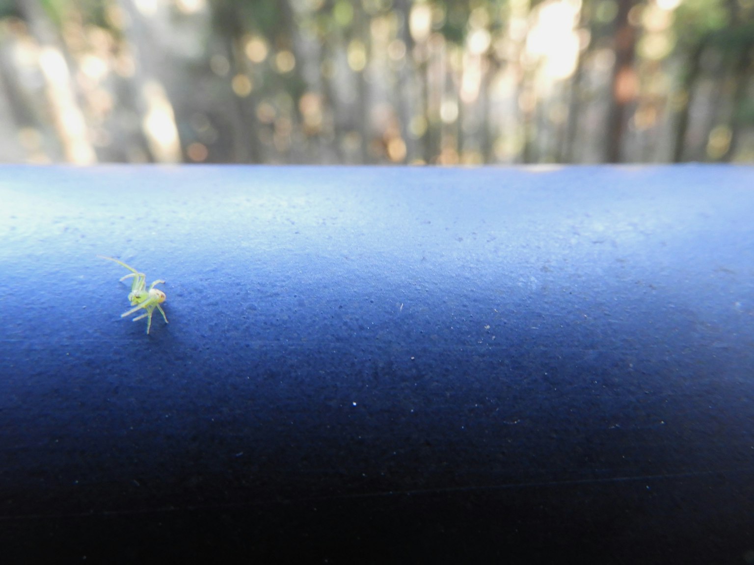Un pequeño insecto amarillo sobre un tubo azul con un fondo borroso