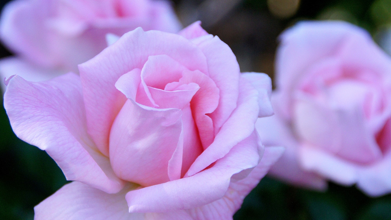 Foto de primer plano de rosas rosas suaves