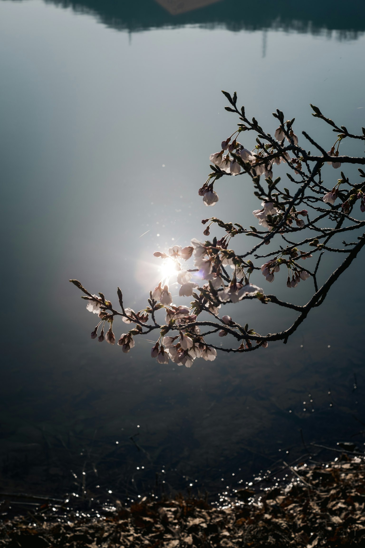 Fiori di ciliegio che si riflettono su una superficie di lago calma con luce solare