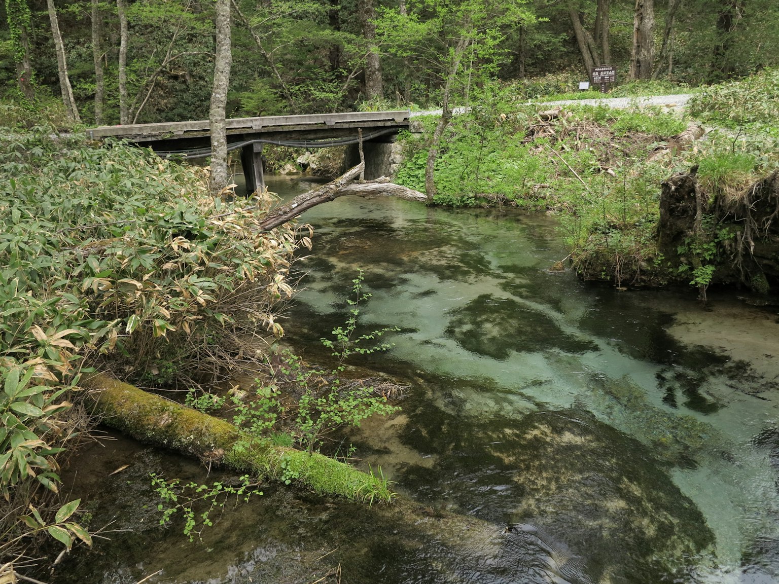 Vista panoramica di un ruscello con un ponte di legno in una foresta verde