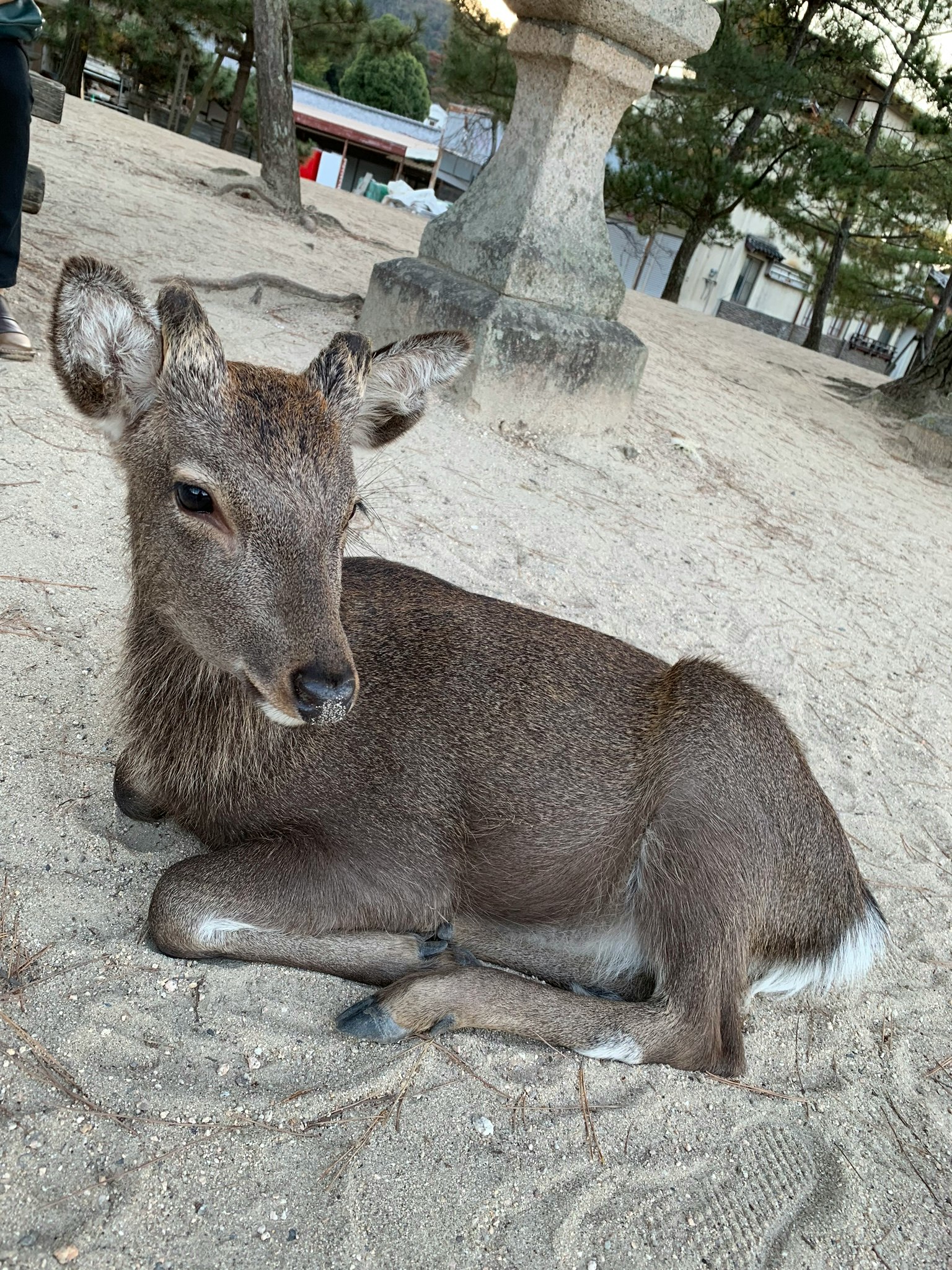 모래 위에 누워 있는 어린 사슴 주변에 나무와 조용한 환경
