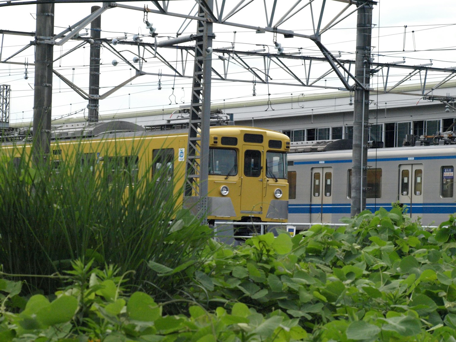 Treno giallo e treno blu affiancati con vegetazione in primo piano
