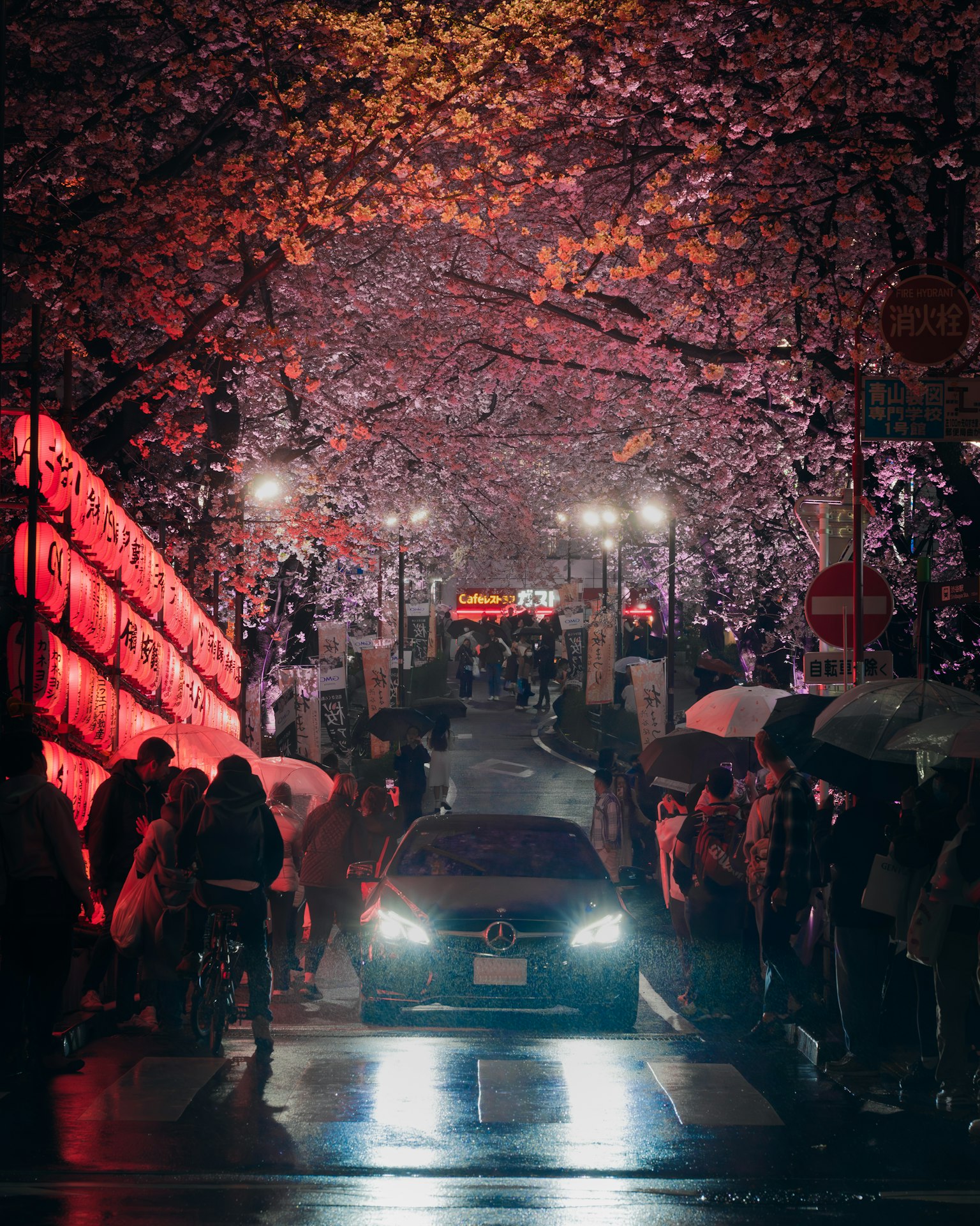 Voiture circulant sous des cerisiers en fleurs avec des gens tenant des parapluies