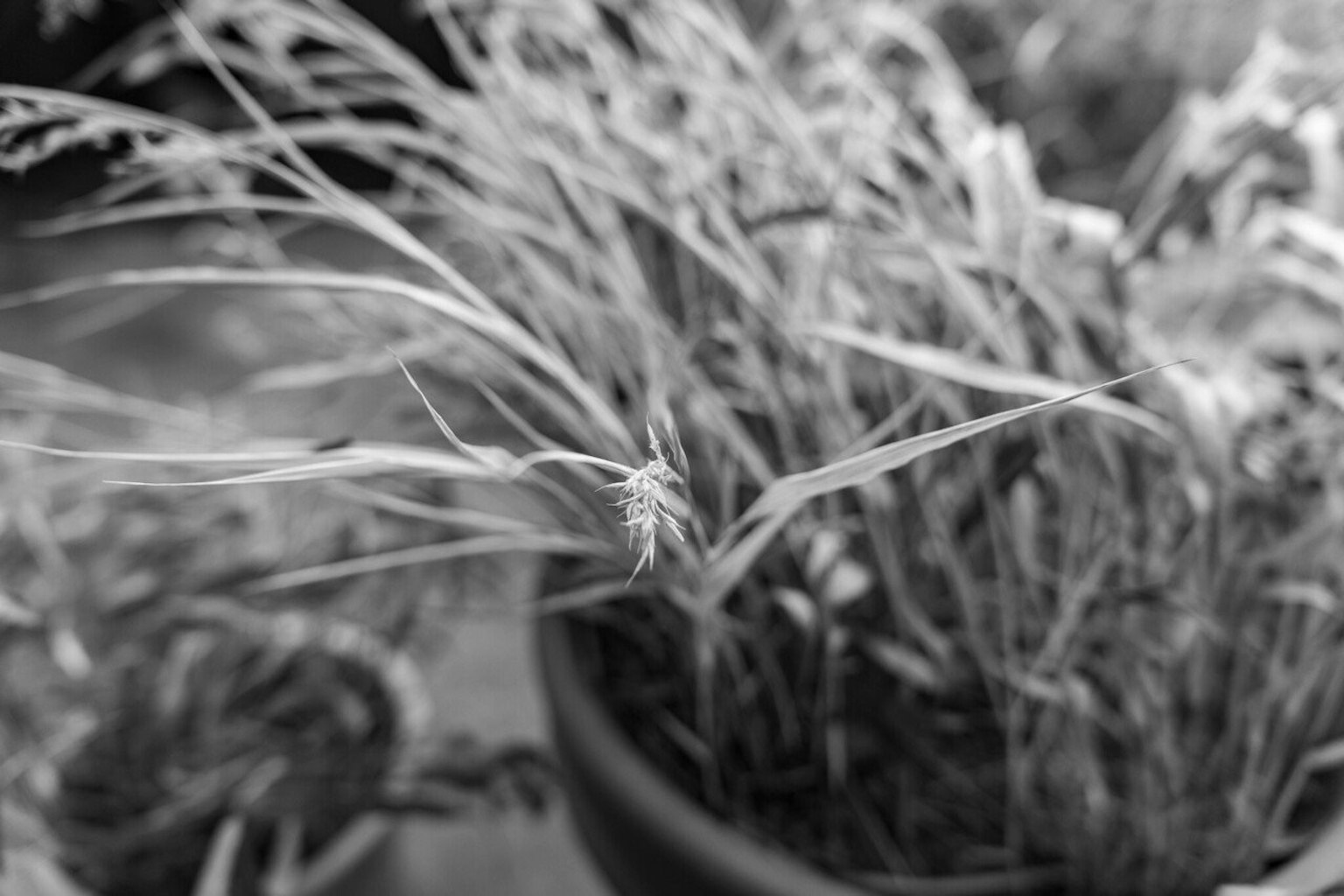 Image en noir et blanc de l'herbe en pot se balançant dans le vent