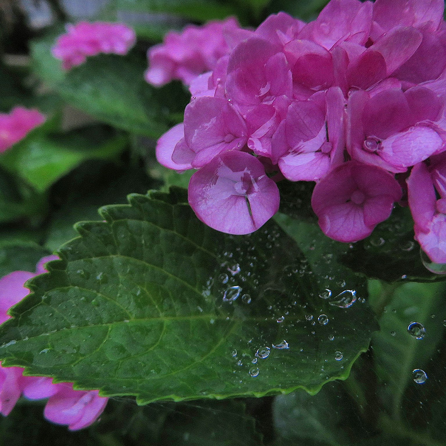 Primo piano di fiori rosa con gocce d'acqua su foglie verdi