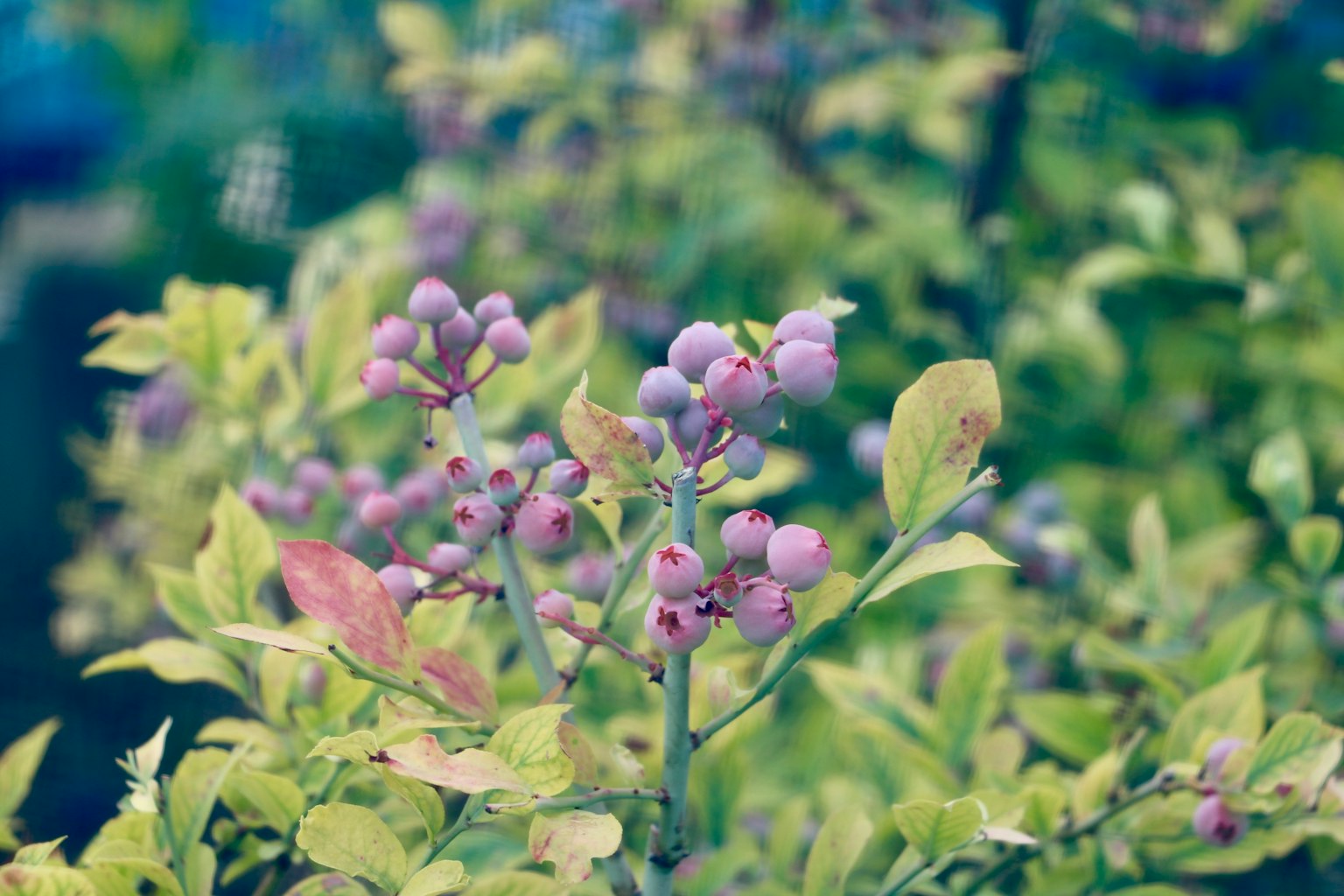 Close-up photo of growing blue-purple berries with prominent green leaves