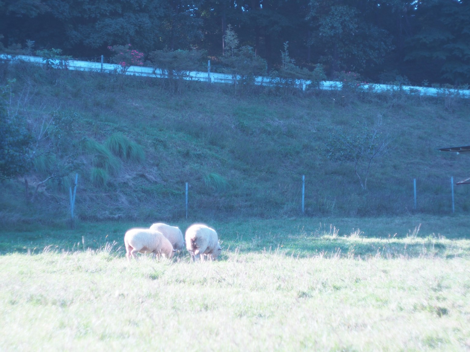 Un grupo de ovejas pastando en un prado