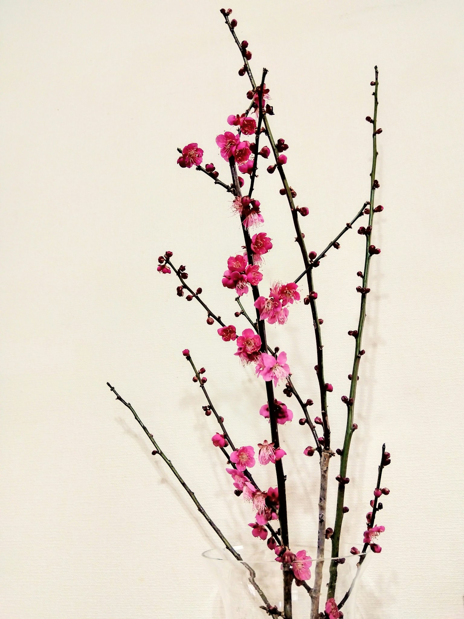 Rami con fiori rosa chiaro contro un muro bianco