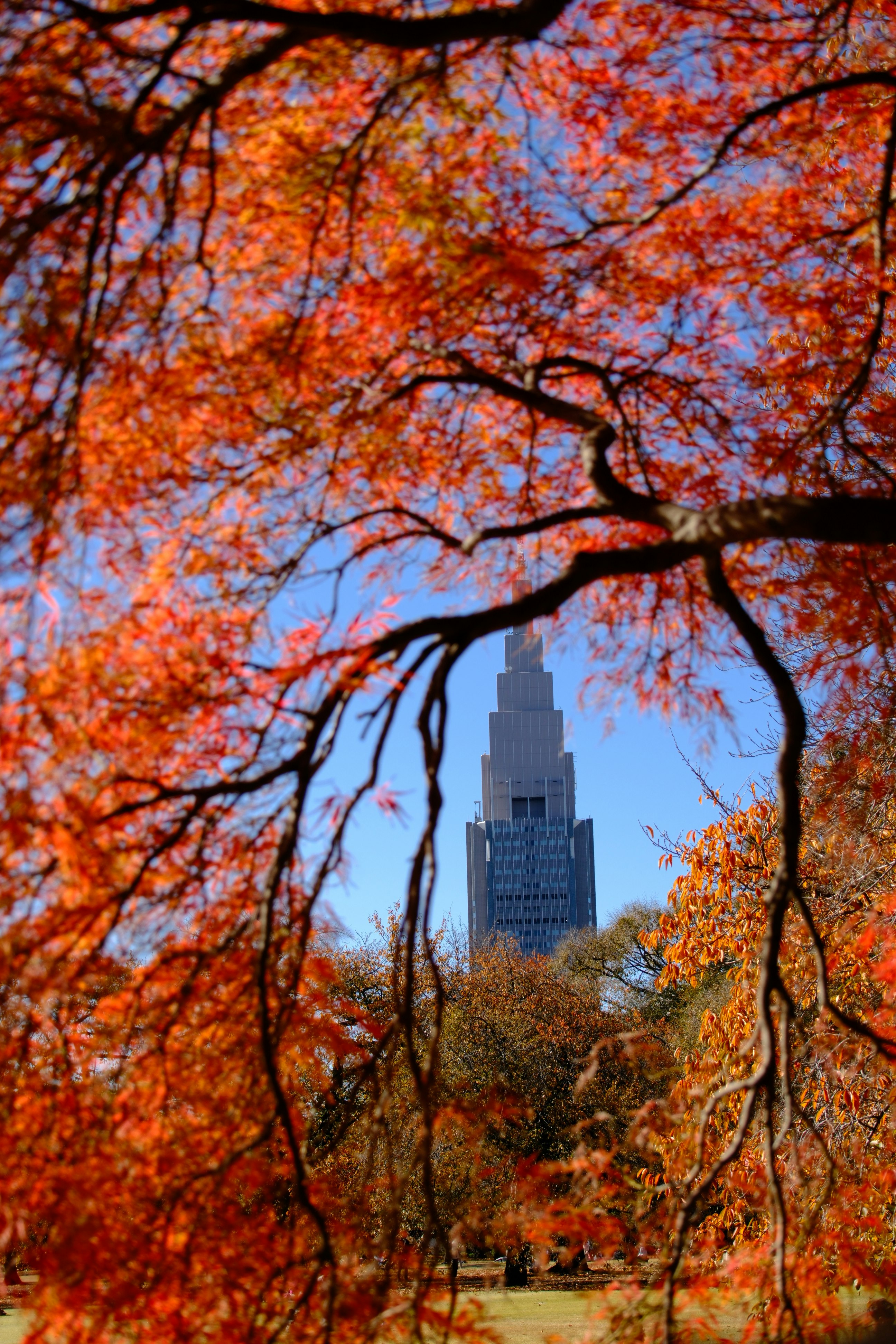 紅葉の枝越しに見える高層ビルのある秋の街並み