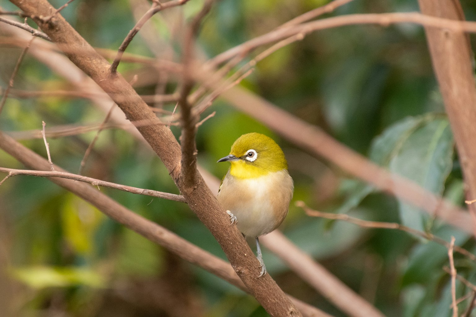 Ein kleiner Vogel auf einem Ast mit grünem Kopf und gelben Augen