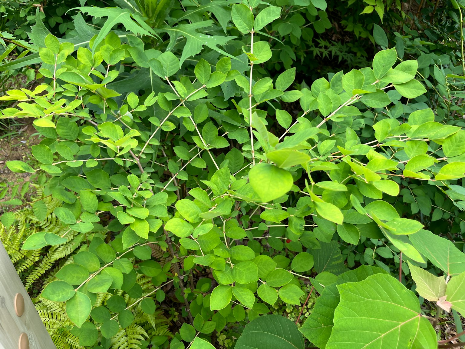 一株茂盛的植物，生长着鲜艳的绿色叶子