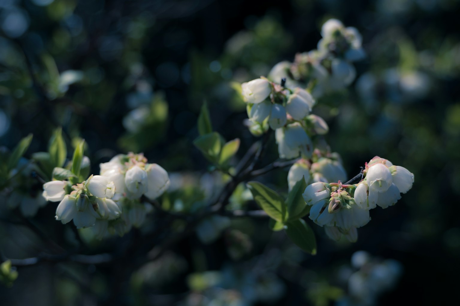 Gros plan de fleurs blanches en fleurs sur un fond sombre