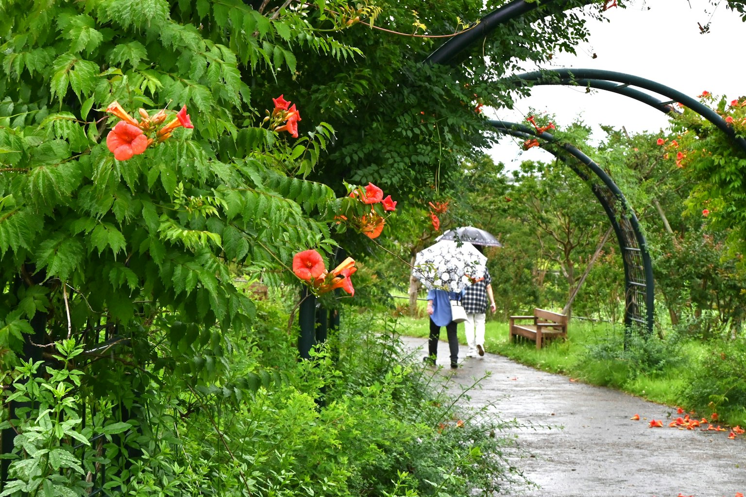 Two individuals walking under umbrellas along a lush green path with vibrant flowers