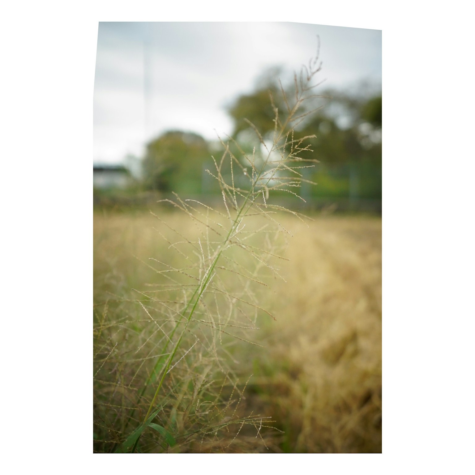 乾燥した草原に立つ細長い草の茎と背景のぼやけた風景