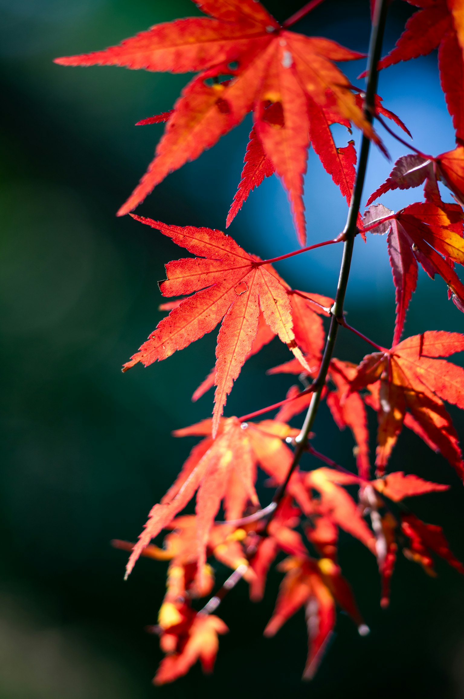 Lebendige rote Ahornblätter vor blauem Hintergrund