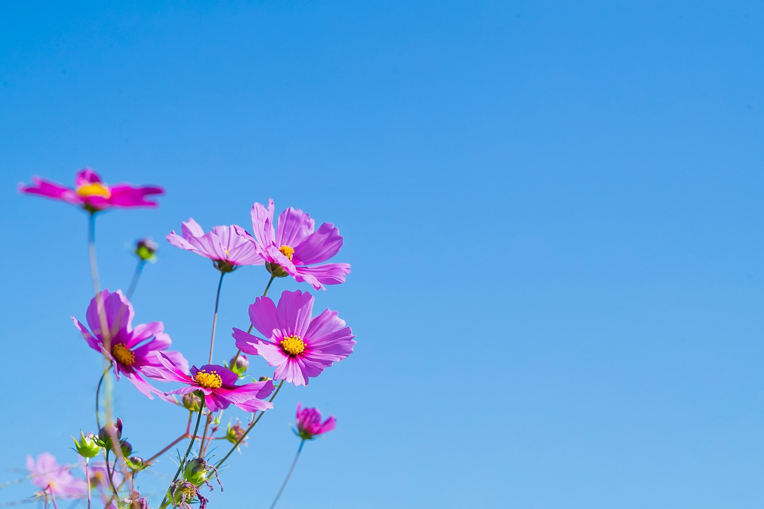 Fiori di cosmo rosa che sbocciano sotto un cielo blu chiaro