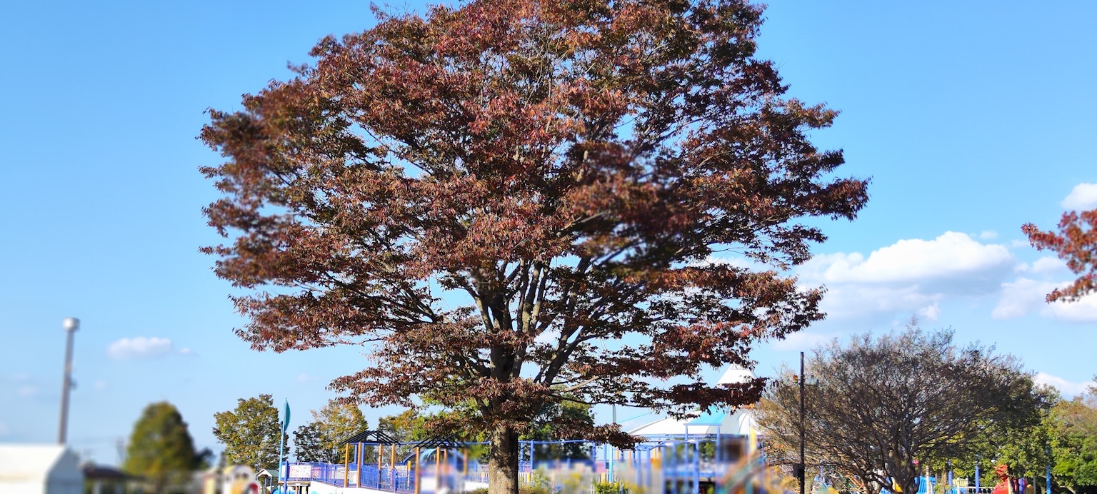 Un árbol de hojas caducas con hojas rojas bajo un cielo azul claro