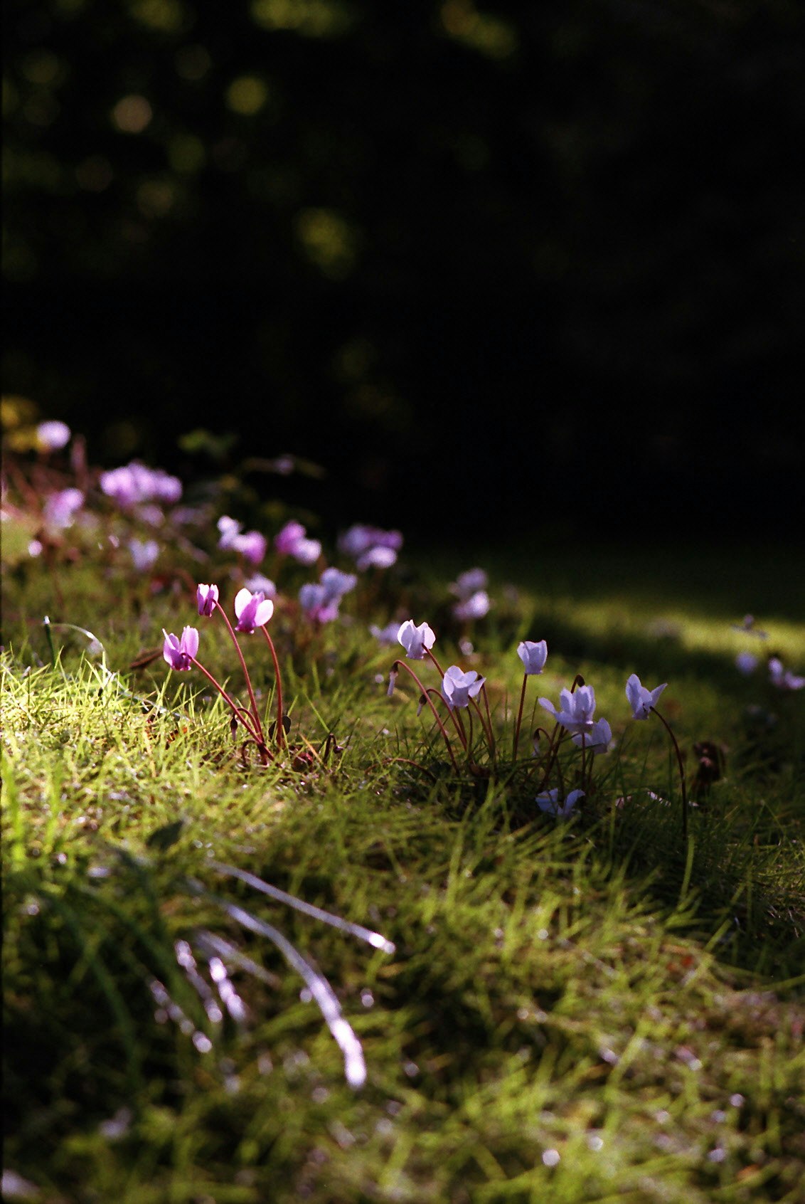 草むらに咲く小さな紫の花の群生