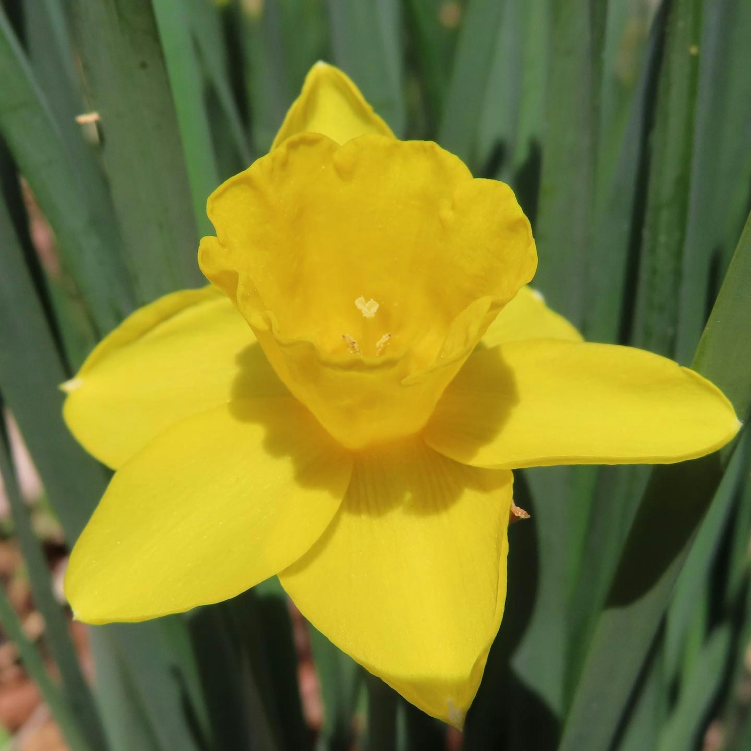 Un vivace fiore di narcisso giallo che sboccia tra foglie verdi