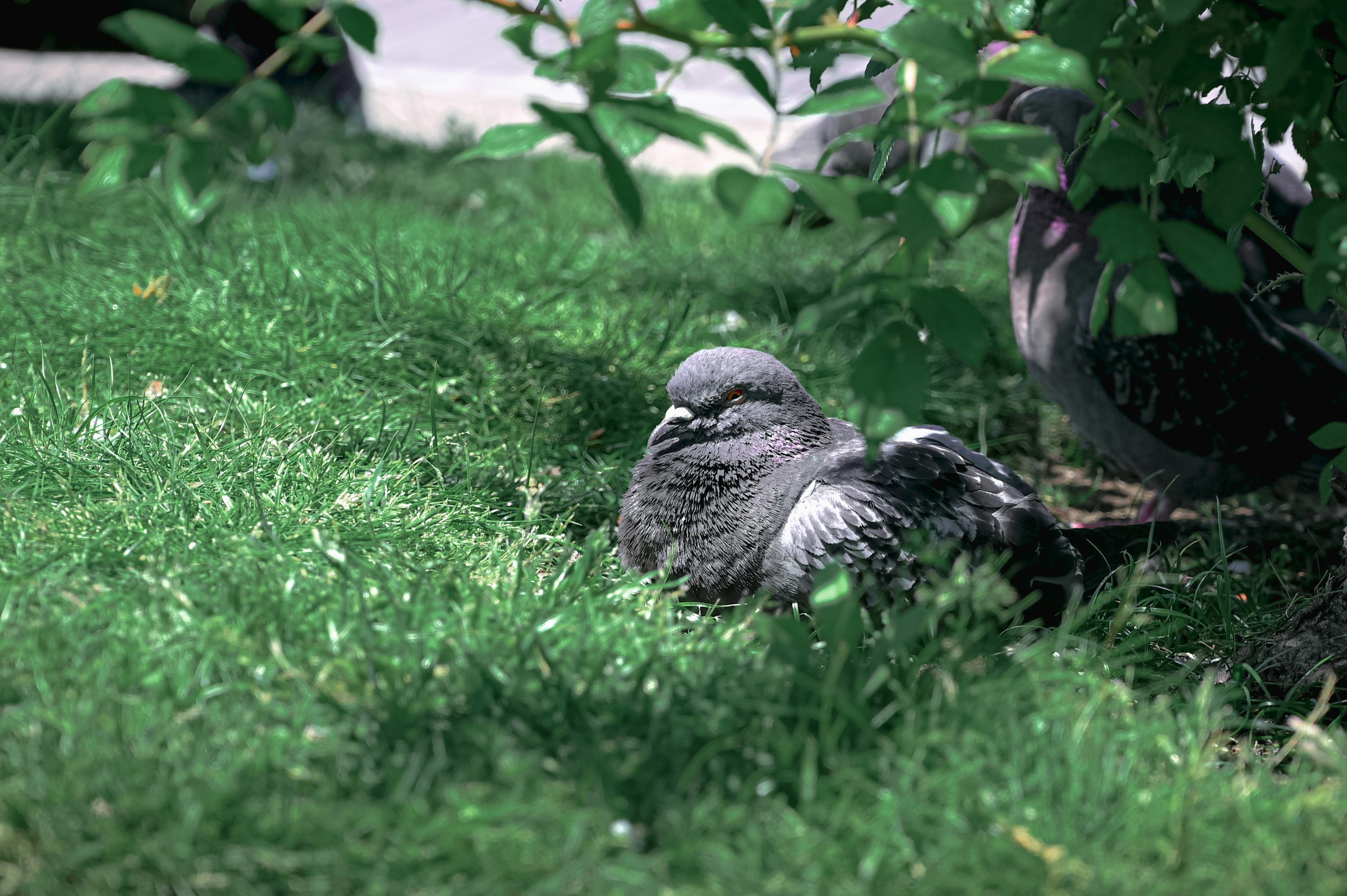 鳩が草むらでくつろぐ庭先の風景