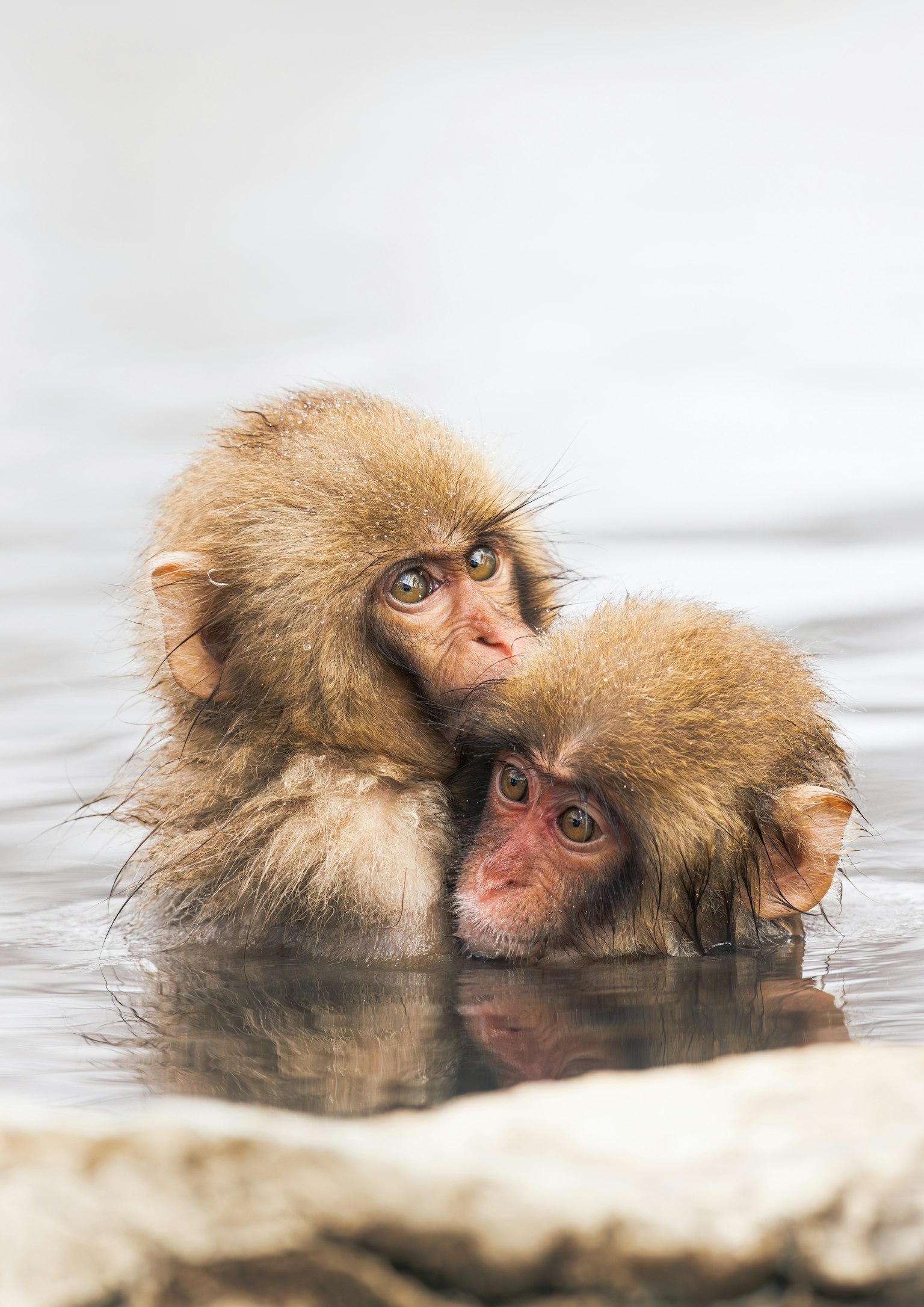 Dos bebés de mono abrazándose en agua termal