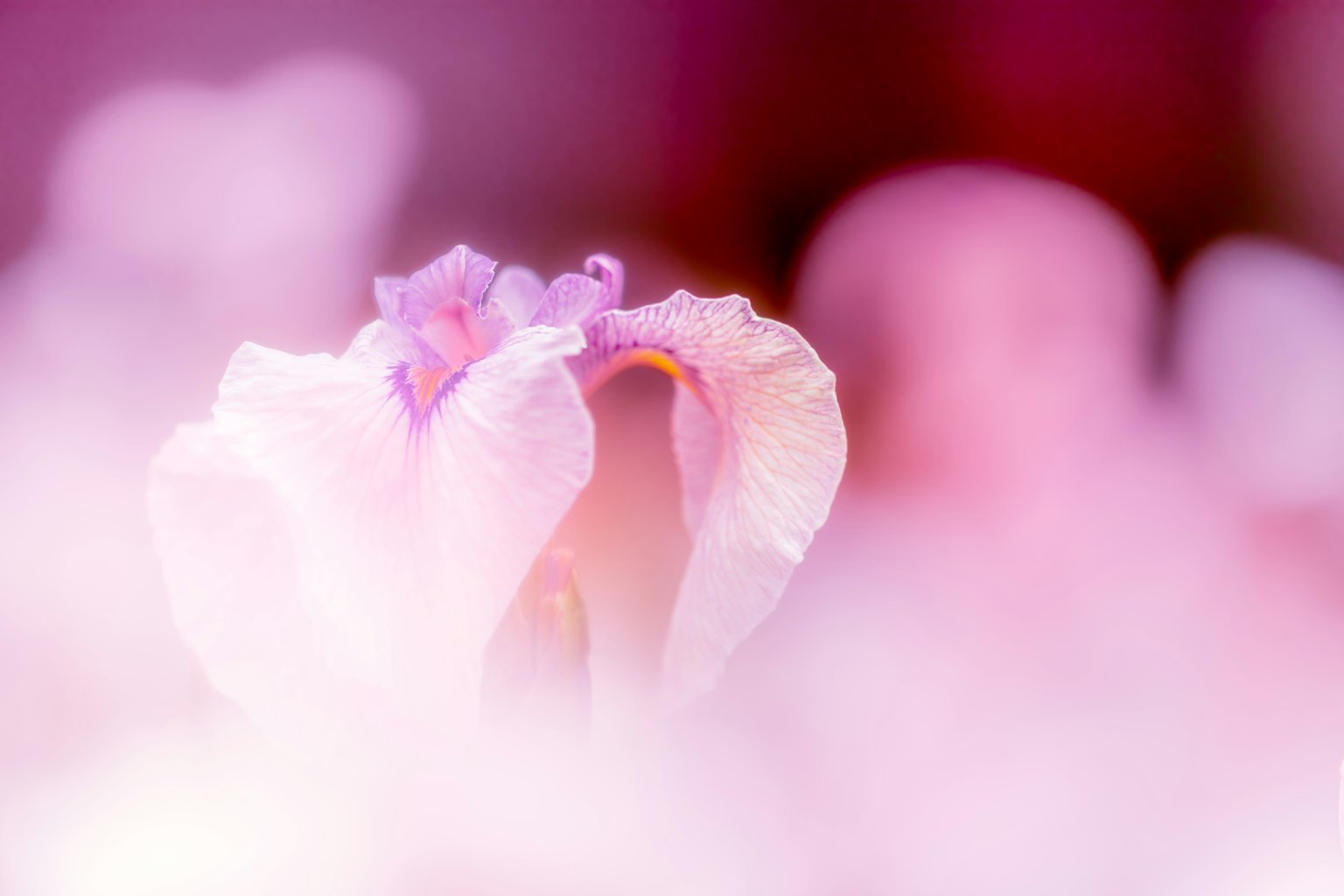 Nahaufnahme einer Blume mit zarten rosa Blütenblättern