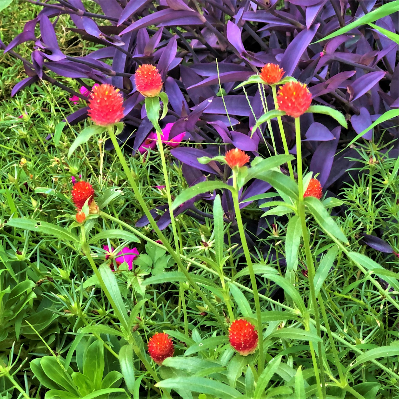 Raggruppamento di fiori rossi tra foglie verdi e piante viola