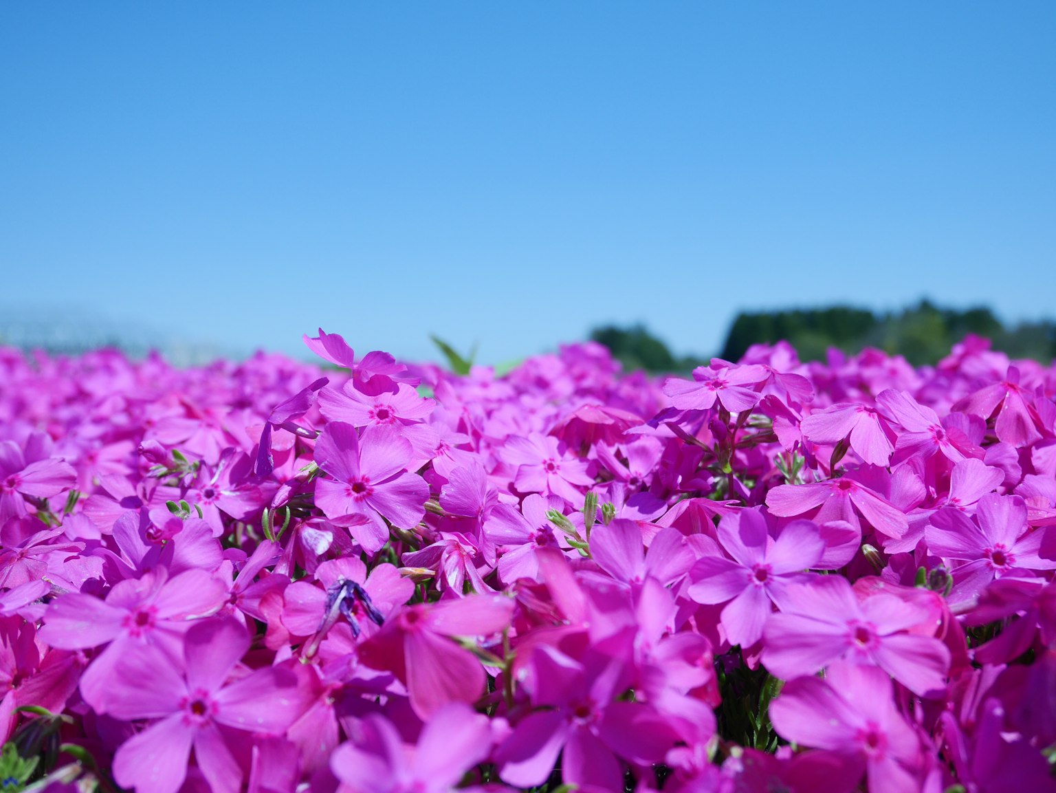 Lebendige rosa Blumen blühen unter einem klaren blauen Himmel