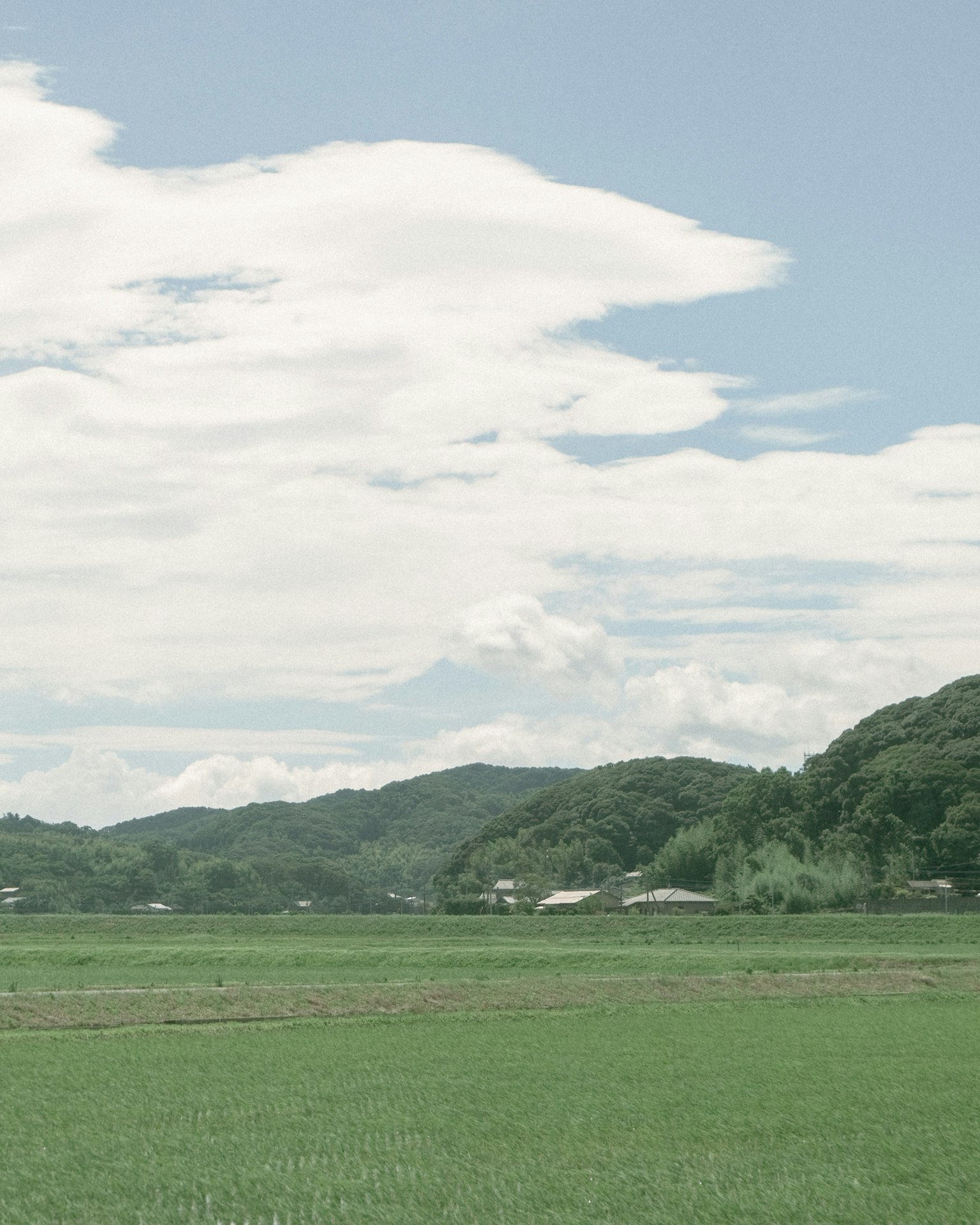 Campo de arroz verde exuberante bajo un cielo azul con nubes
