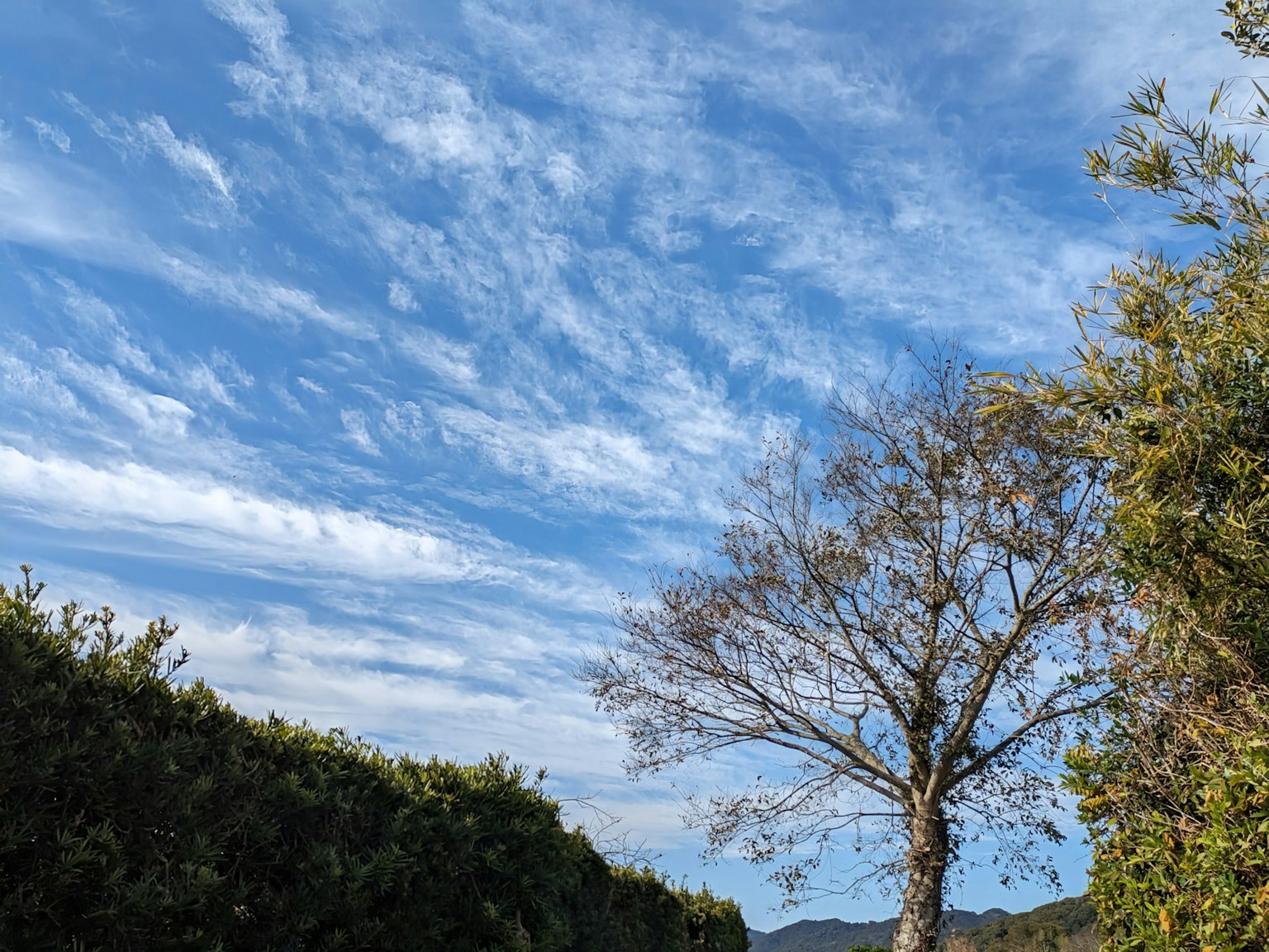 Silueta de un árbol contra un cielo azul con nubes