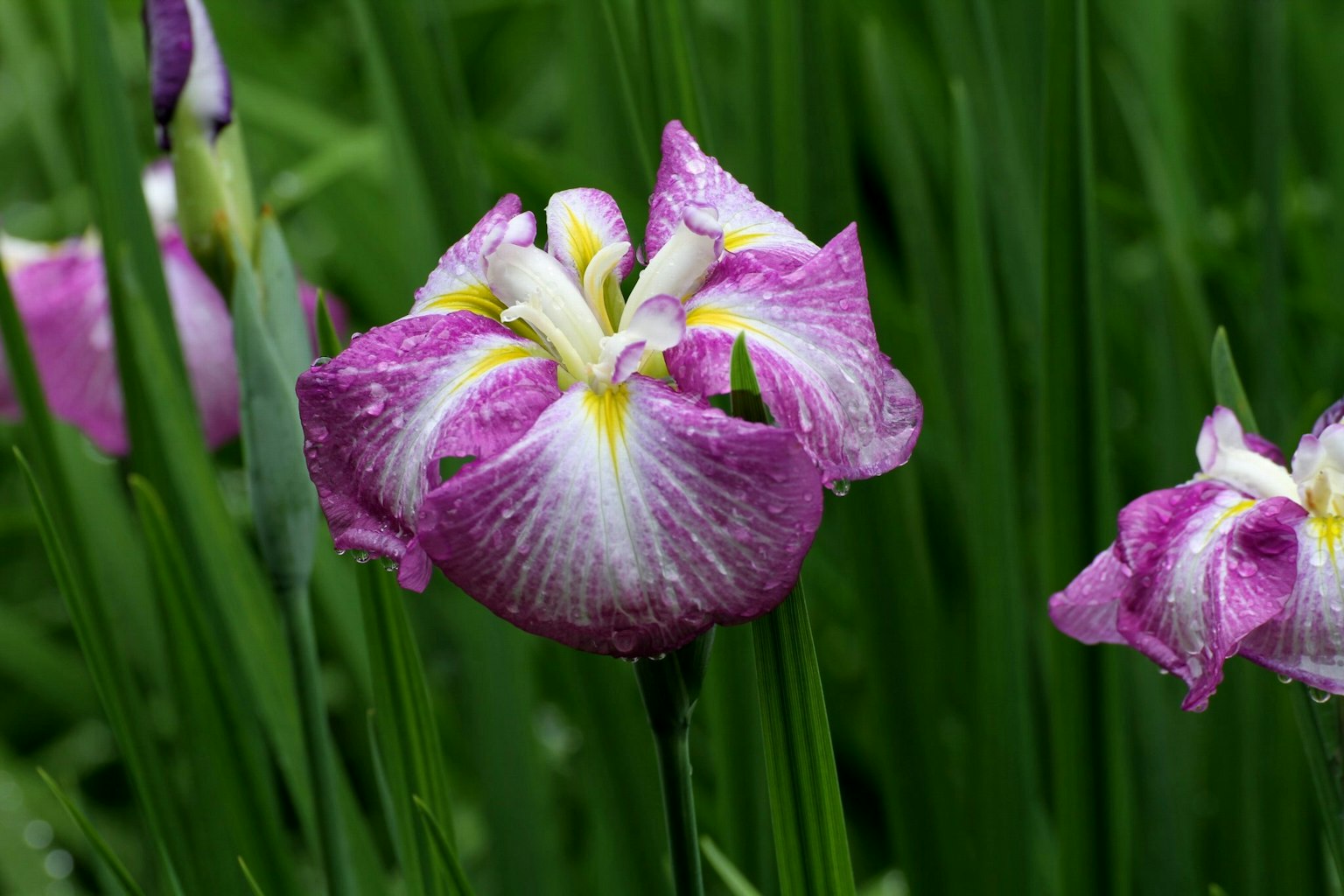 Purple iris flower with white center blooming among green grass